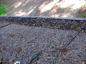 RainFilter gutter foam installed with pine needles.