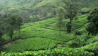 Tea field - many are the hills covered by tea fields