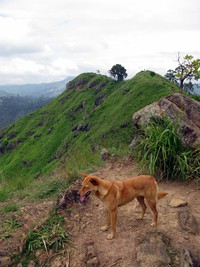 dog on little Adam's Peak