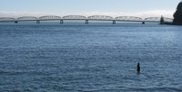Astoria Megler bridge