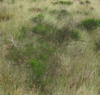 Bay Ocean bush