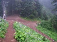 Bear Gap