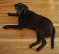 Ben - dog of David Hite