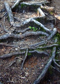 Roots on the Blanca Lake trail