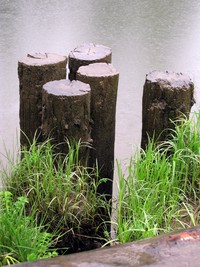 Blue Slough pilings