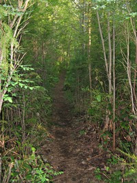 Cedar Butte trail