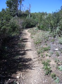 Cone Peak lookout trail