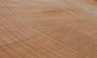 Cumberland tree ring log