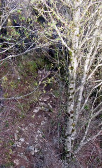 Dirty Harrys Balcony tree
