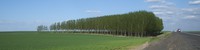 Eastern Washington trees