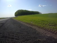 Eastern Washington trees