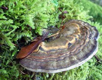 Echo Lake fungus