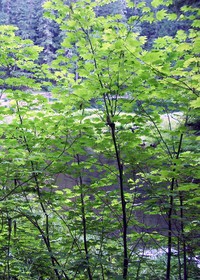 Echo Lake trail