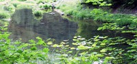 Echo Lake trail