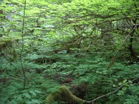 Federation Forest