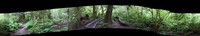 Federation Forest trail pana
