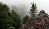 Goat Peak tree