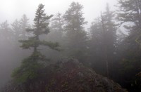 Goat Peak tree