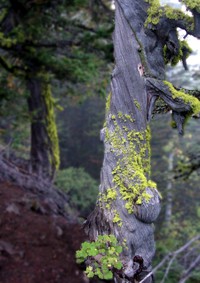Goat Peak tree