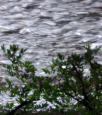 Green River
