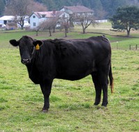 Hatton Road cow 117