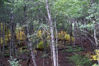 In A Glade crop