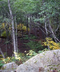 In A Glade crop