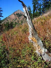 Kendall Katwalk trail September