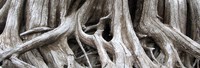 Lake Keechelus tree