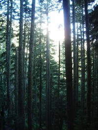 Mowich Lake to Spray Park Trail August