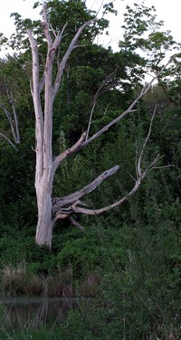 Nisqually dead tree