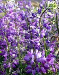 Nisqually flowers