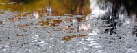 Nisqually water