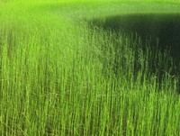 Olallie Lake grass