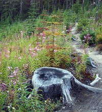 Palisades Trail
