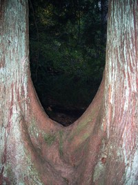 Pinnacle Peak tree