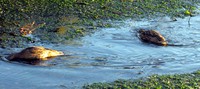 Puget Sound ducks