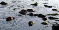Puget Sound ducks