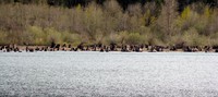 Rattlesnake Lake