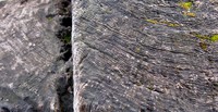 Rattlesnake Lake stump