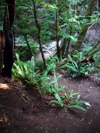 Rattlesnake Mountain trail August