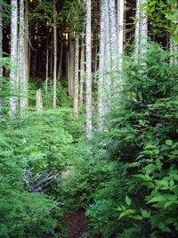Rattlesnake Mountain trail August