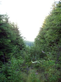 Rattlesnake Mountain trail August