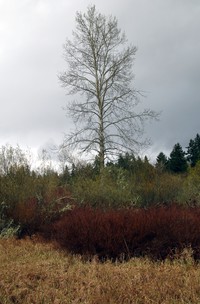 Soos Creek