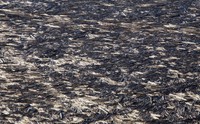 Spirit Lake log pattern