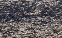 Spirit Lake log pattern