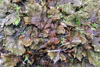 Squak Mountain trail lettuce