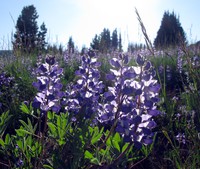 Sunrise flowers