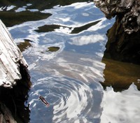 Talapus Lake water