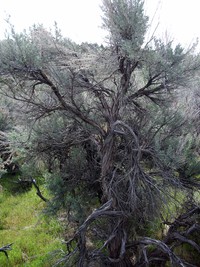 Utah bush